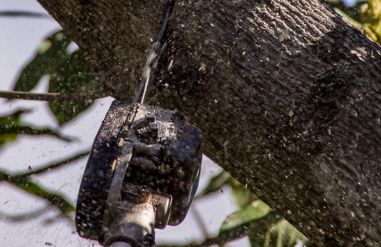 Entretien des arbres en hiver : ce qu’il faut absolument connaitre