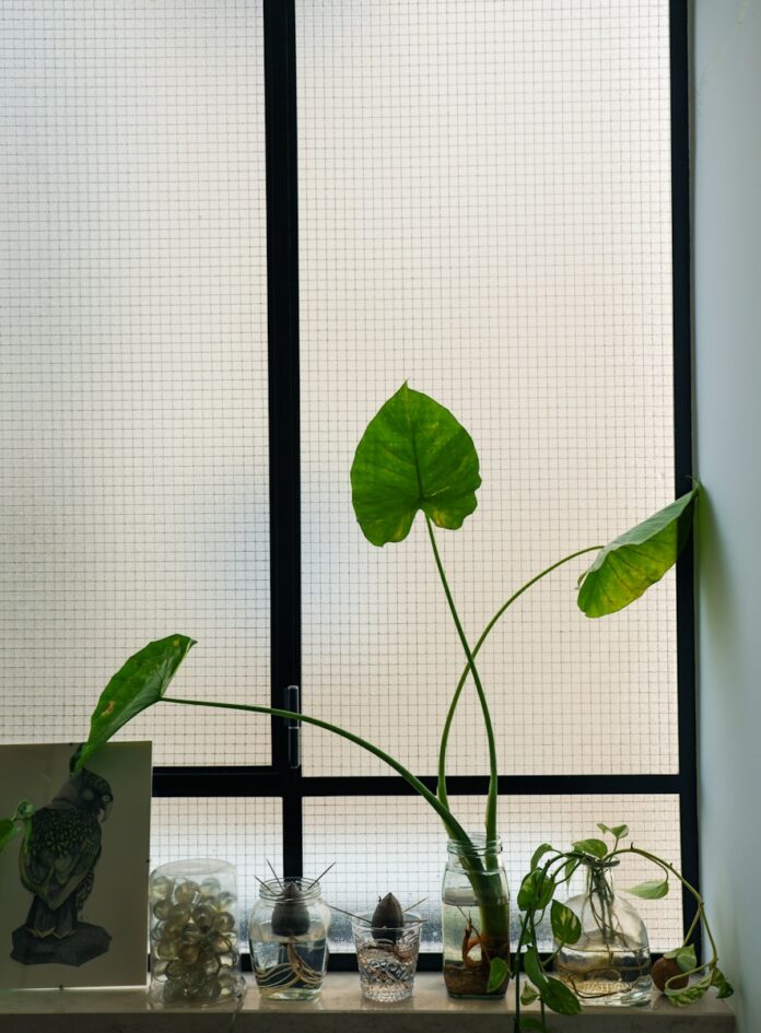 bouture de plantes d'intérieur